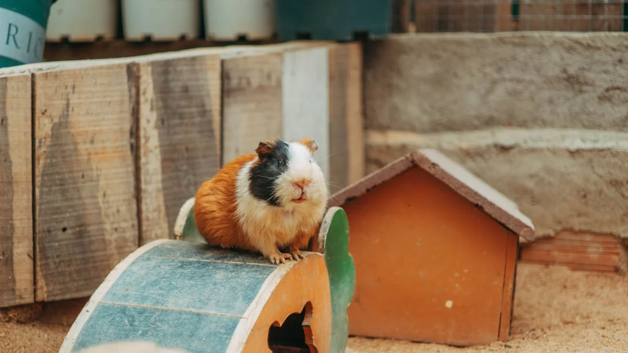 hamster cage pet enclosure