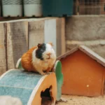 Panduan Lengkap Cara Merawat Hamster Roborovski 2026