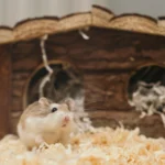 Cara Merawat Hamster yang Baru Dibeli agar Tidak Stres
