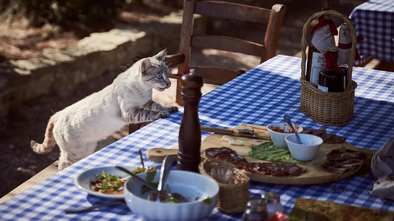 hungry cat dog food