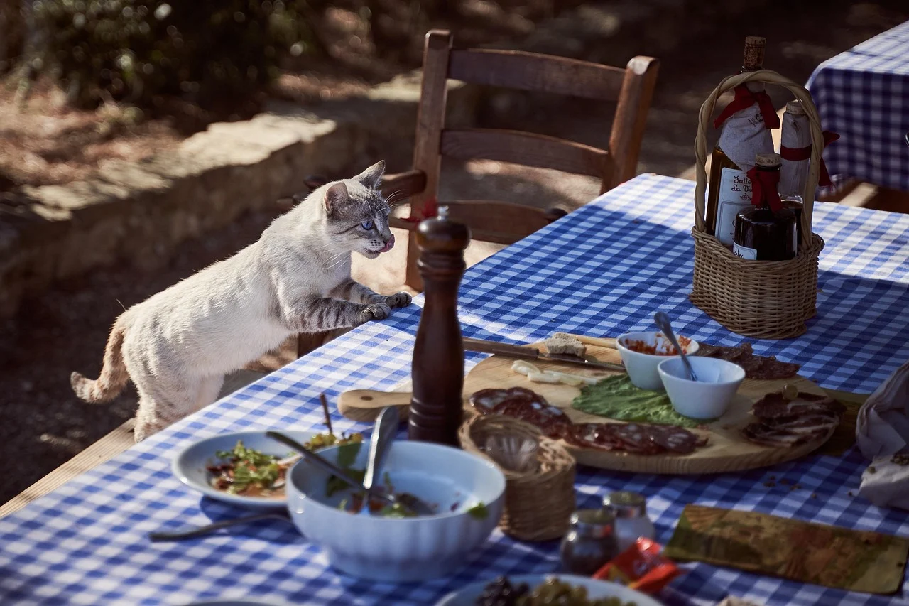 hungry cat dog food