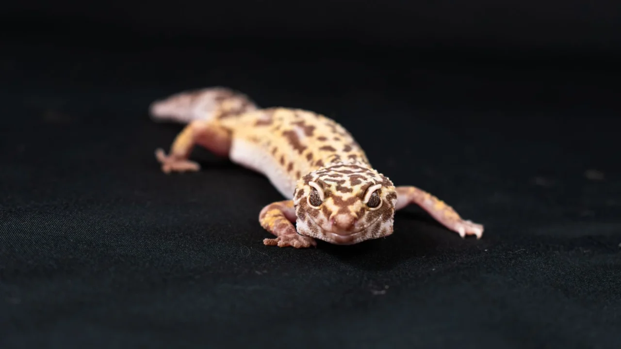leopard gecko shedding skin