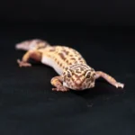 Panduan Lengkap Cara Merawat Gecko Molting 2026
