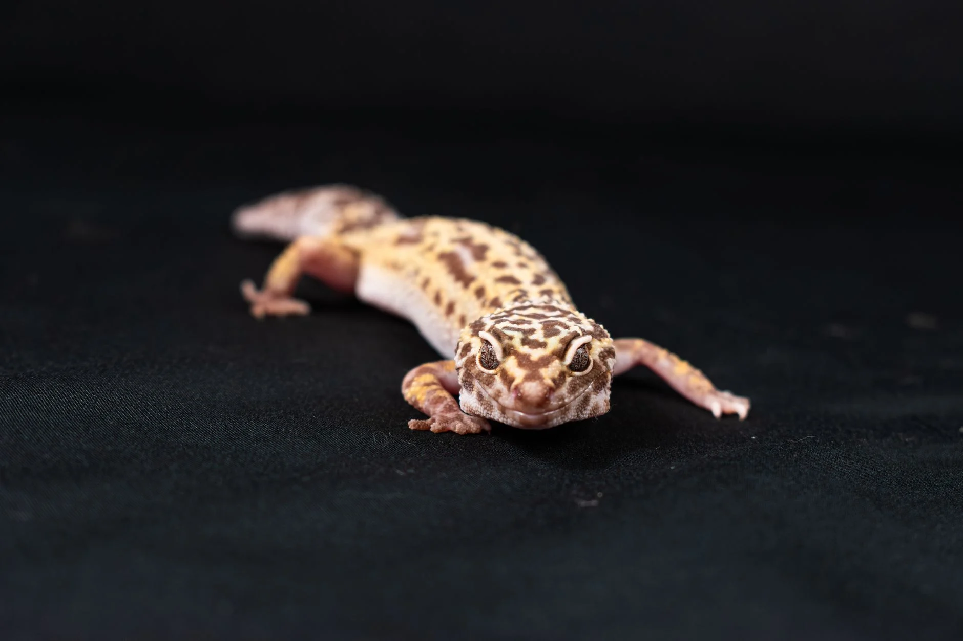 leopard gecko shedding skin