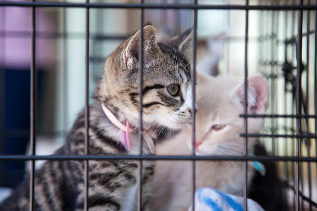 pet cage cat condo