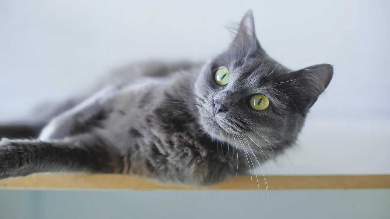 pet grooming cat bath