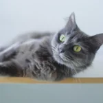 Pet Shop Perawatan Hewan Terdekat: Layanan & Tips