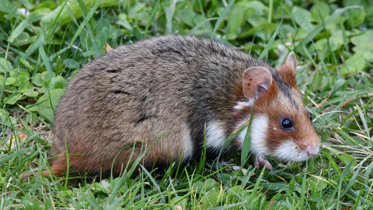 pregnant hamster cute rodent