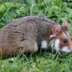Cara Merawat Hamster Hamil yang Benar dan Aman