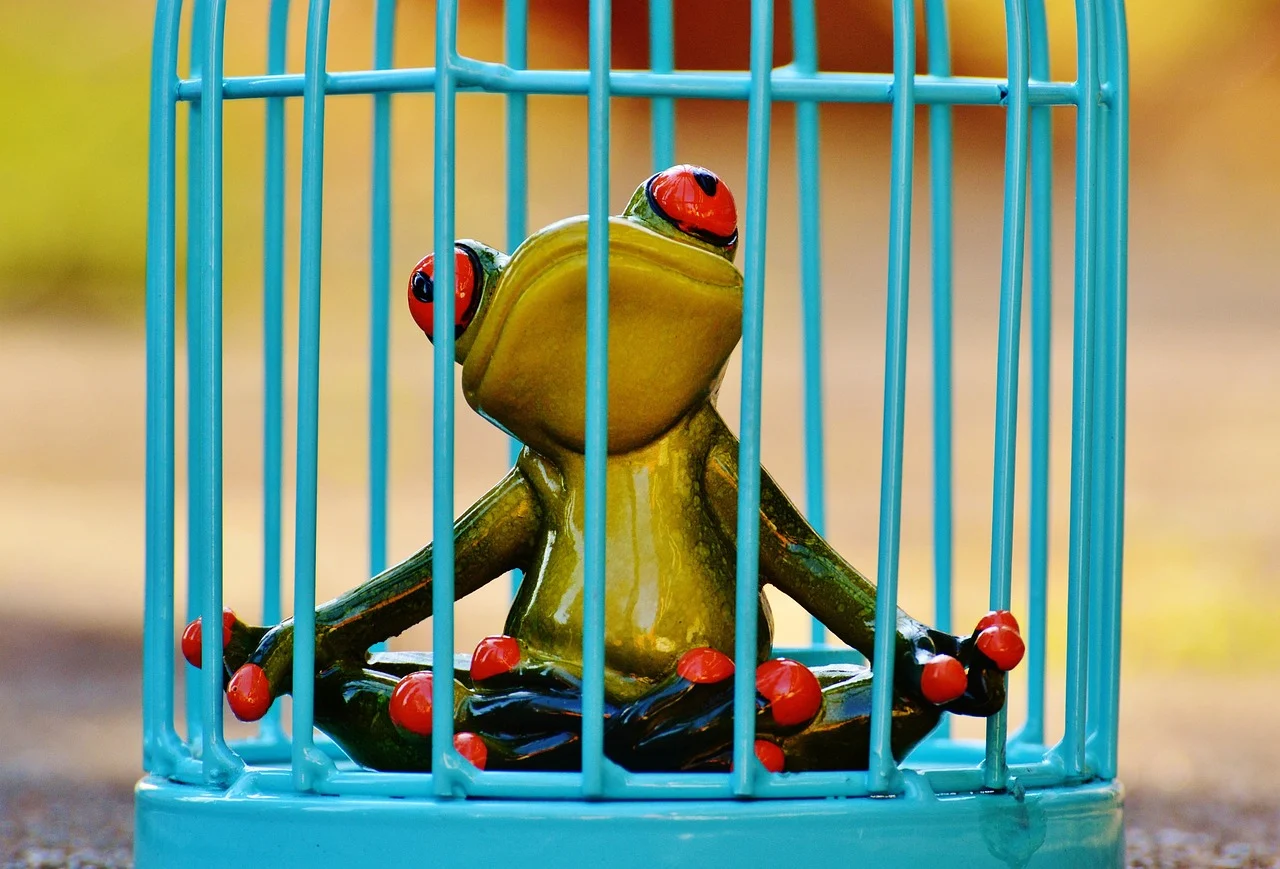 rabbit cage dirty cage