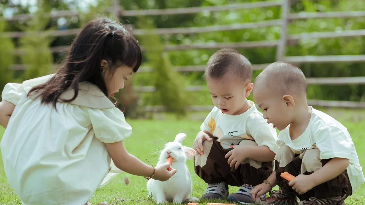 rabbit cage pet rabbit
