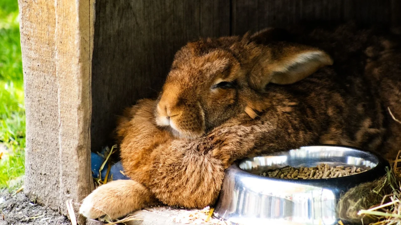 rabbit food nutritional pellets