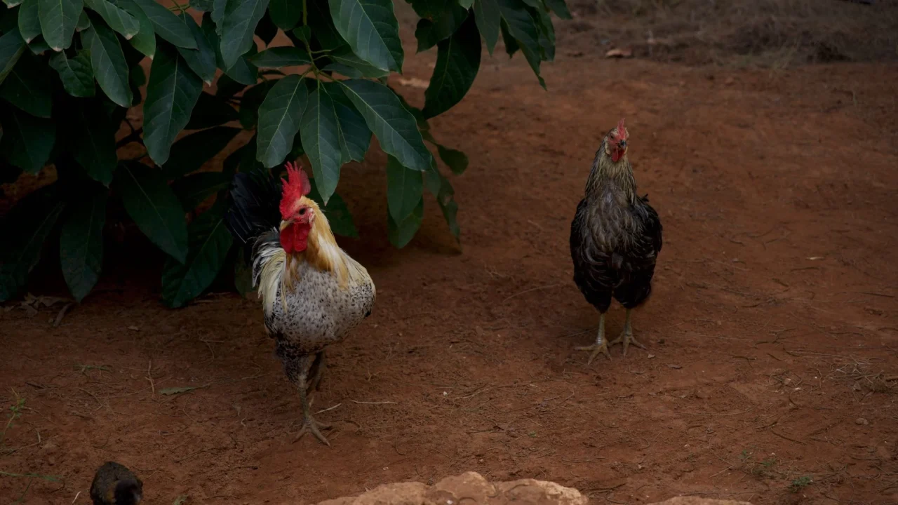 rooster chick
