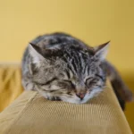 Cara Merawat Kucing Lemas dan Tidak Mau Makan: Panduan Lengkap
