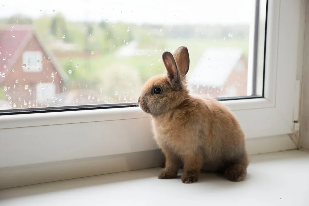 sick rabbit rabbit cage