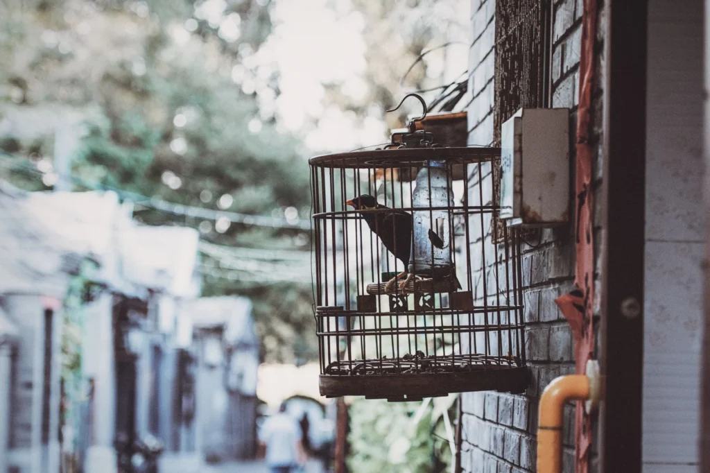 Cara Merawat Burung Murai Batu Nyetrik 2026