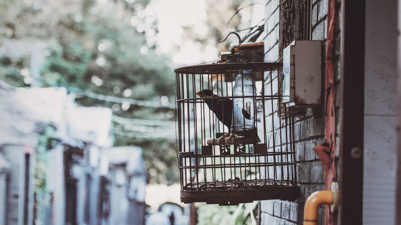singing bird cage