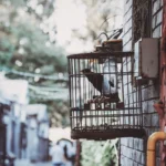 Cara Merawat Burung Murai Batu Nyetrik 2026