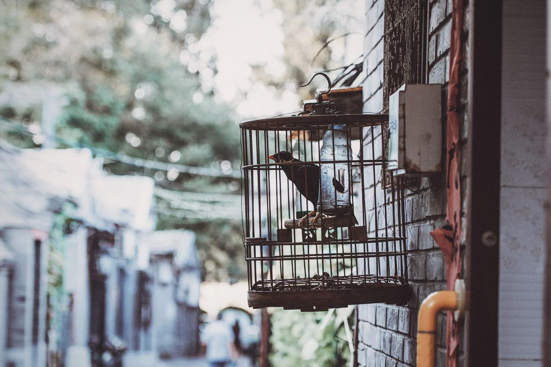 singing bird cage