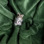 Penyebab Hamster Memakan Anaknya Sendiri & Solusinya