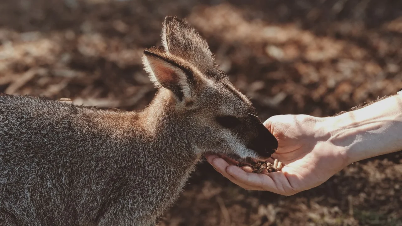 sugar glider eating cute marsupial