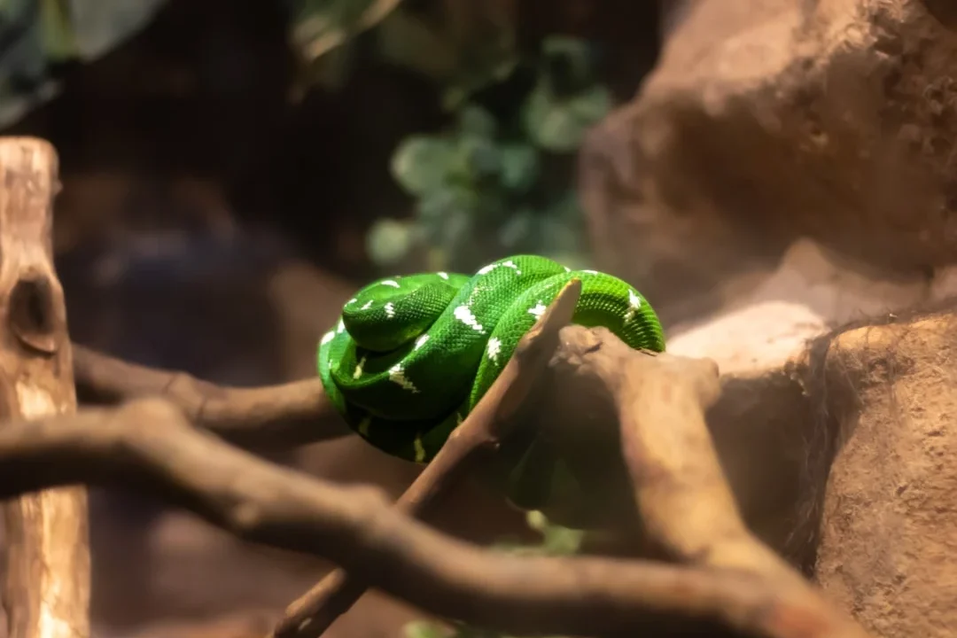 terrarium snake enclosure