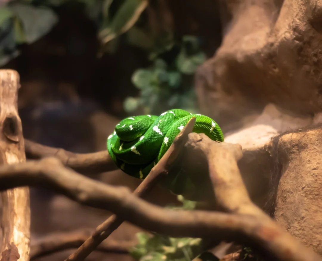terrarium snake enclosure