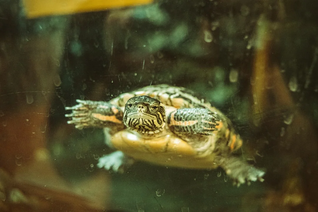turtle tank glass aquarium