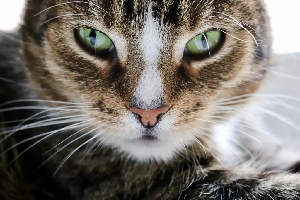 Biaya Steril Kucing di Puskeswan Terbaru 2026