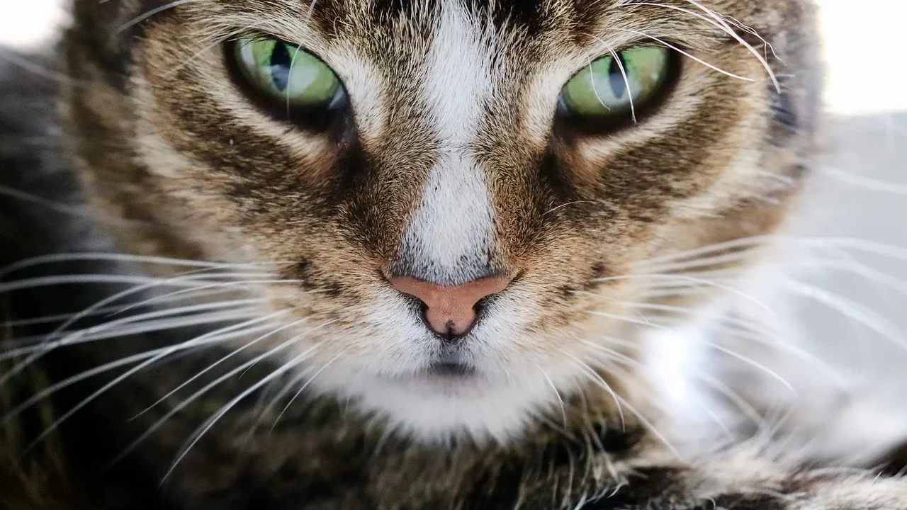 veterinary clinic domestic cat