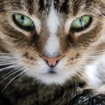 Biaya Steril Kucing di Puskeswan Terbaru 2026