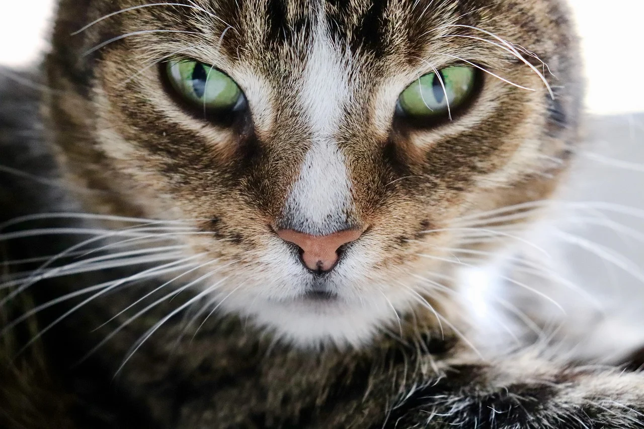 veterinary clinic domestic cat