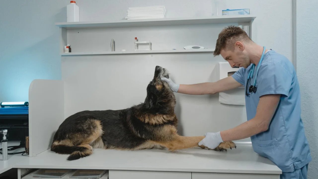veterinary clinic emergency vet